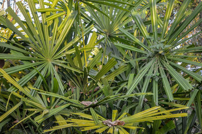 Full frame shot of bamboo plants