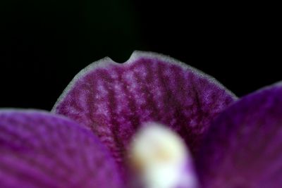 Close-up of purple crocus against black background