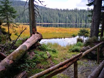 Scenic view of lake in forest