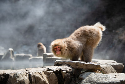 Monkey on rock