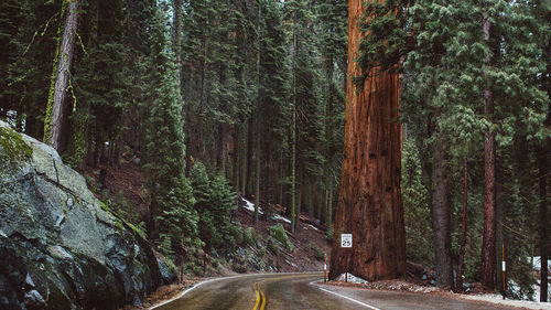 Road amidst trees in forest