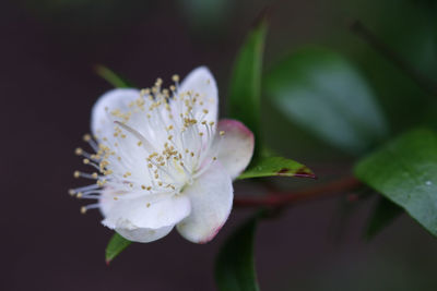 Close-up of white cherry blossom