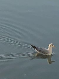 Close-up of bird swimming in water