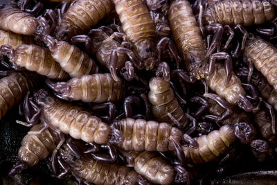 Full frame shot of crab