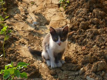 Portrait of cat