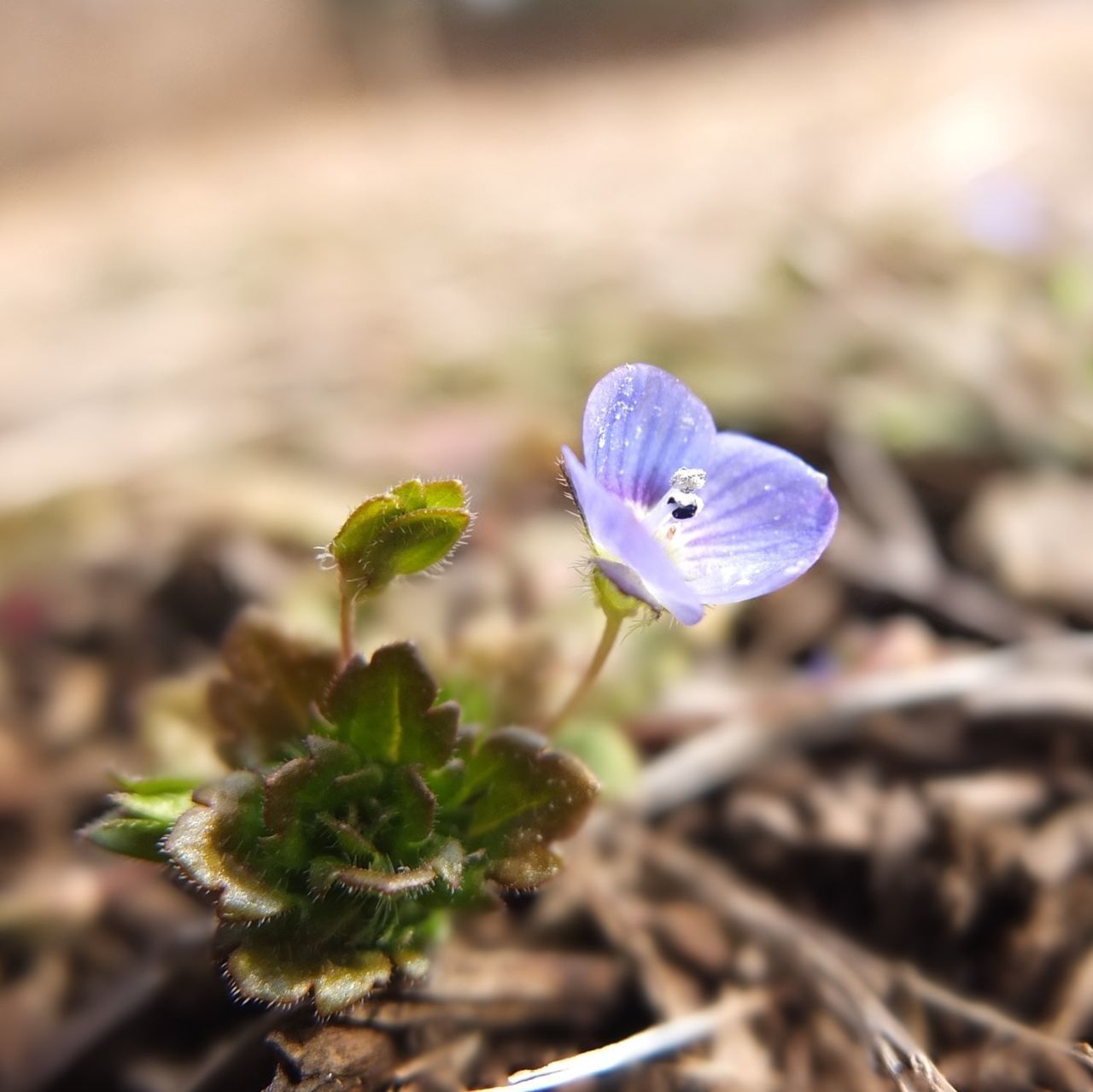 blue, purple, focus on foreground, close-up, plant, growth, nature, fragility, beauty in nature, flower, selective focus, leaf, green color, freshness, day, stem, outdoors, one animal, no people, new life
