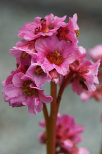 Close-up of pink flowers blooming outdoors