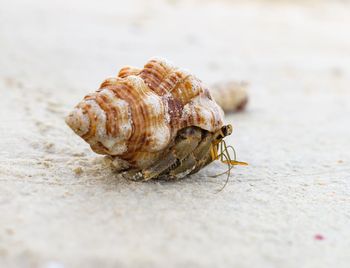 Animal shell on sand at beach