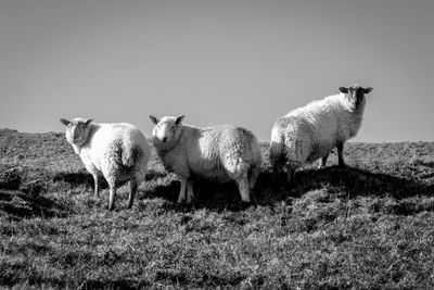 Sheep standing in a field