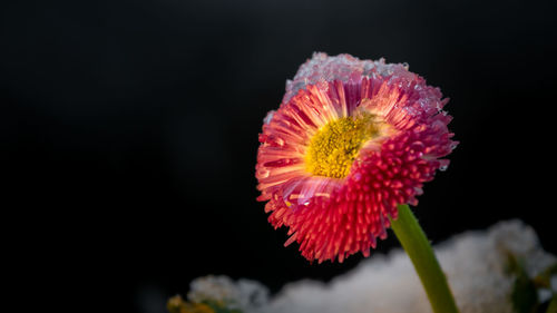 Close-up of pink flower against black background