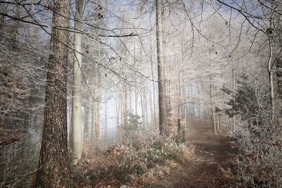 View of trees in forest