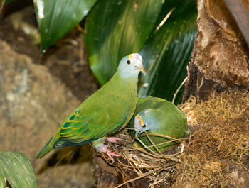 Close-up of bird perching on leaf