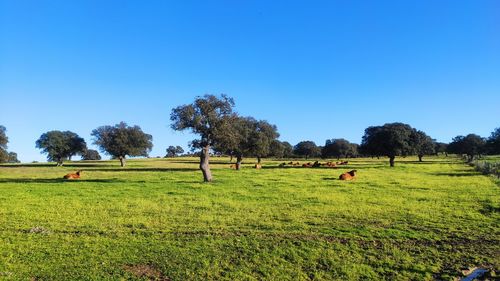 Trees on field against clear blue sky