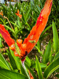 Close-up of red flowering plant