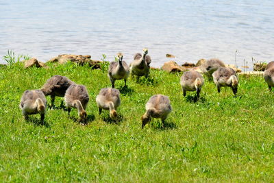 Flock of sheep in lake