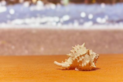 Close-up of crab on beach