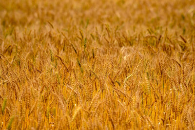 Full frame shot of wheat field