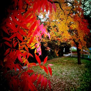 Autumn leaves on tree