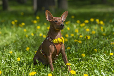 Portrait of a dog on field