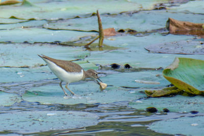 Close-up of bird in water