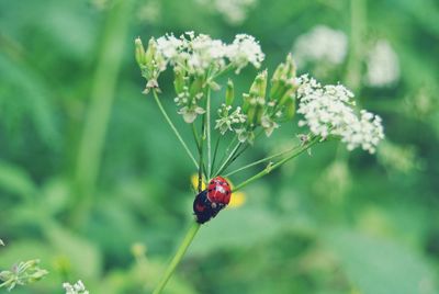 Close-up of ladybugs mating on cow parsley