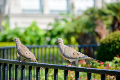 Close-up of sparrow perching on railing