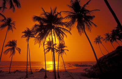 Palm trees on beach against sky