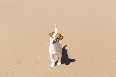 High angle view of dog on beach