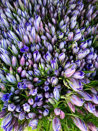 High angle view of purple flowering plants