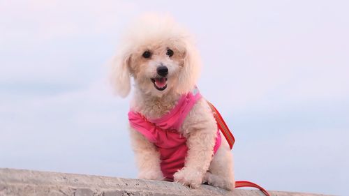 Dog looking away while sitting on rock against sky