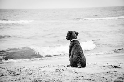 Dog sitting on beach