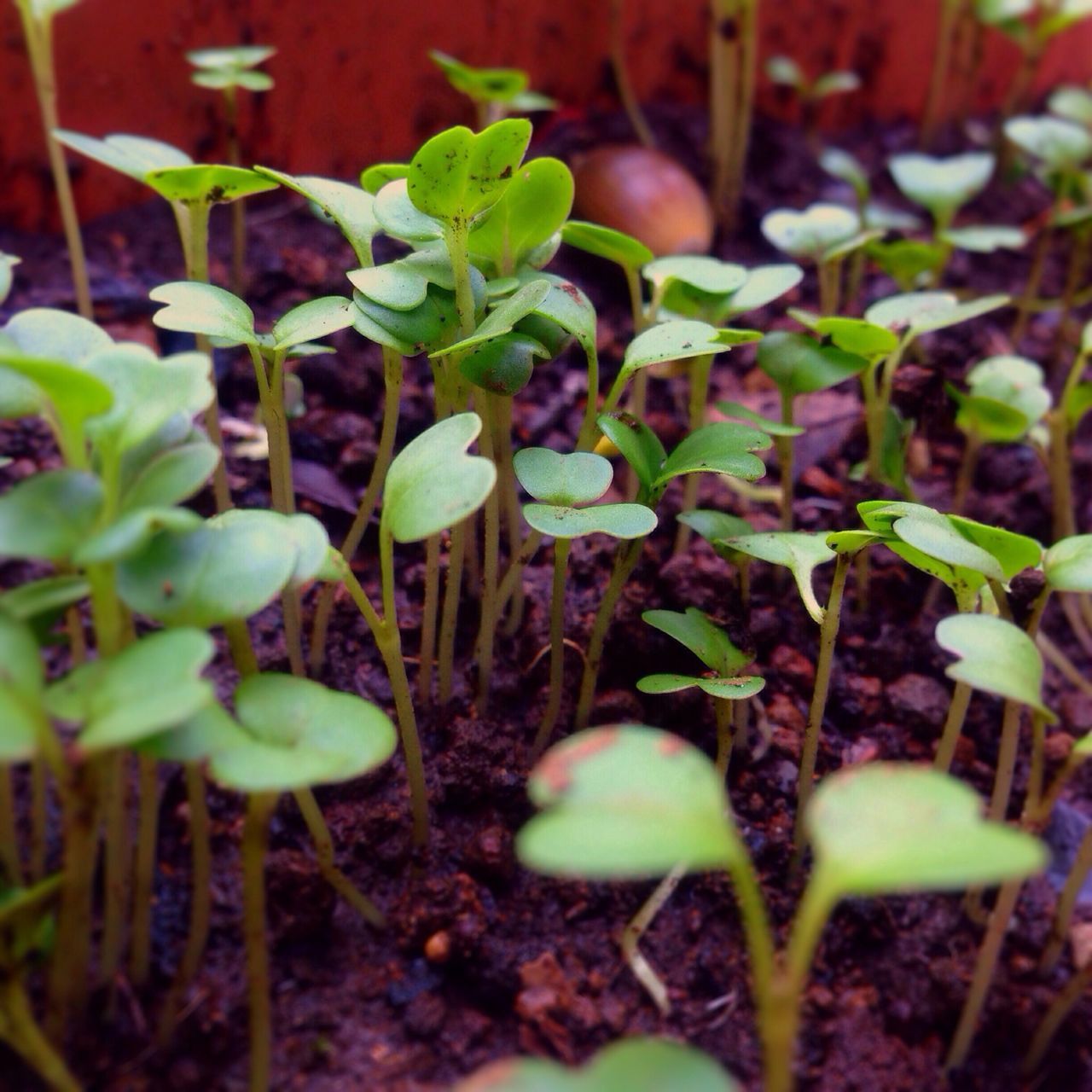 growth, plant, leaf, freshness, green color, flower, close-up, fragility, nature, beauty in nature, focus on foreground, selective focus, stem, growing, field, bud, new life, beginnings, petal, day