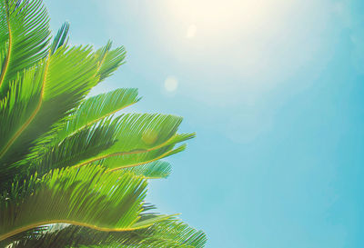 Low angle view of palm tree against sky