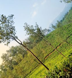Trees growing on field against sky