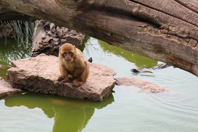 Monkey on rock in lake