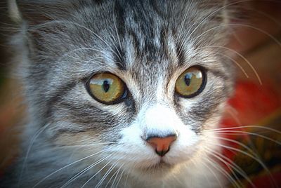 Close-up portrait of cat