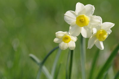 Close-up of white flowering plant