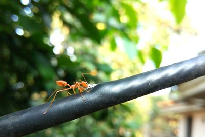 Close-up of ant on railing