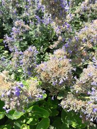 Close-up of flowers