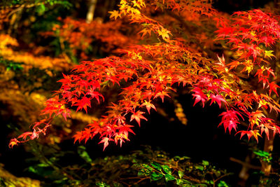 Close-up of maple leaves on tree during night