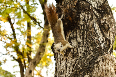 Close-up of squirrel on tree trunk