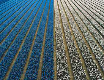 Aerial view of hyacinth flowers field