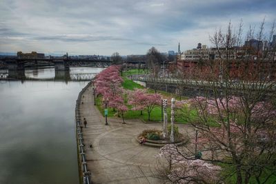 Flowers in city at riverbank