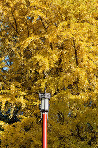 Street light by tree in forest during autumn