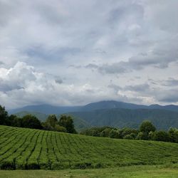 Scenic view of agricultural field against sky