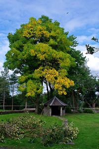 Tree by house on field against sky