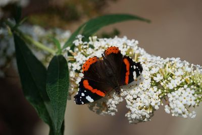 Close-up of butterfly pollinating on flower