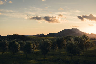 Scenic view of field against sky during sunset