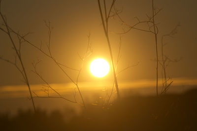 Silhouette plants on field against orange sky