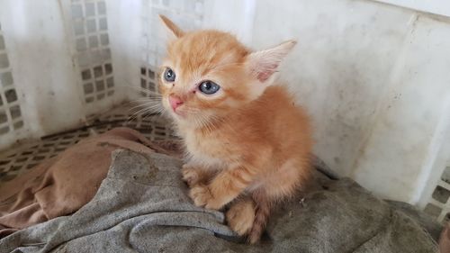 Portrait of cat with kitten at home